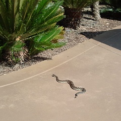crotalus oreganus helleri